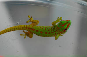 Giant Day Gecko, Phelsuma grandis- Partial striped hatchling