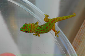 Giant Day Gecko- Partial Stripe Hatchling