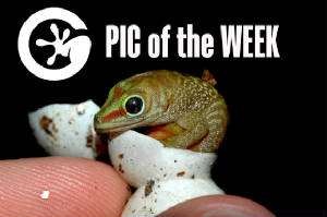 Pic of the Week- Day Geckos
