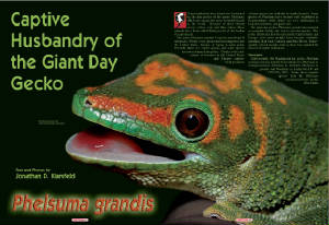 Reptilia Article- Giant Day Gecko, Phelsuma grandis