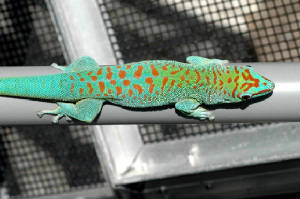 Blue Blood Day Gecko, Phelsuma grandis