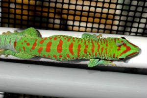 Crimson Day Gecko, Phelsuma grandis