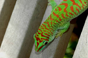 crimson/crimsondaygecko.JPG