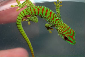 Crimson Hatchling Day Gecko