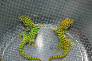 Crimson Hatchling Giant Day Gecko