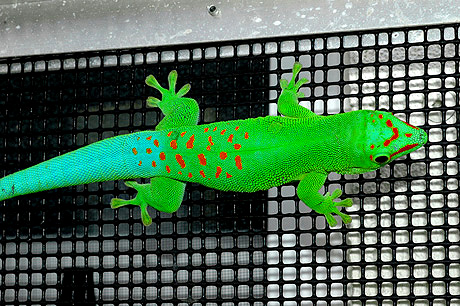 Blue Blood Giant Day Gecko, Phelsuma grandis