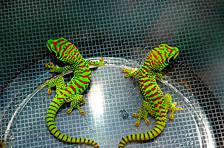Super crimson giant day geckos