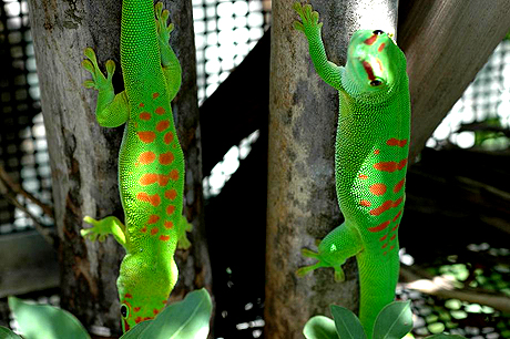High End and Mid Range Giant Day Gecko, Phelsuma grandis