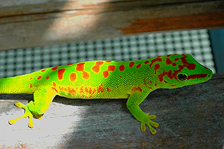 Super red giant day gecko