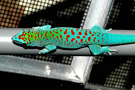 Super Blue Giant Day Gecko, Phelsuma grandis