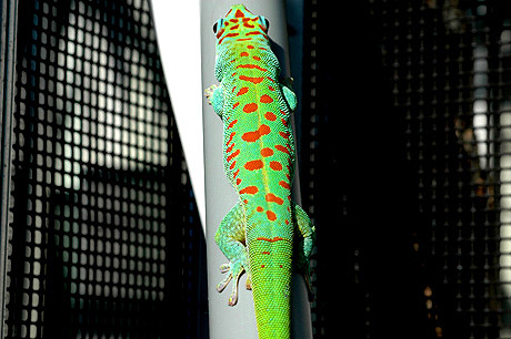 Blue Blood Giant Day Gecko