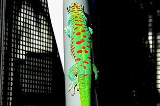 Blue blood giant day gecko, Phelsuma grandis