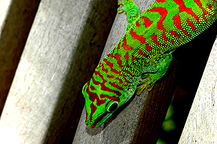 Super crimson giant day gecko
