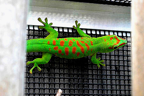 Blotched High Red Giant Day Gecko, Phelsuma grandis