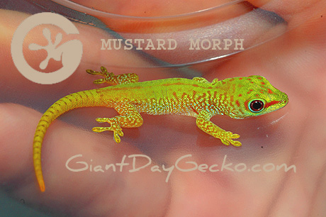 Mustard Giant Day Gecko- New Morph