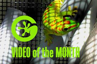 VIDEO of the MONTH