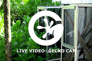 Gecko Cam