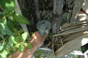 In situ incubation