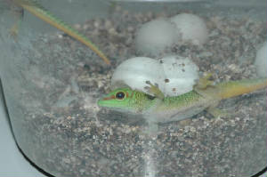 In situ incubation