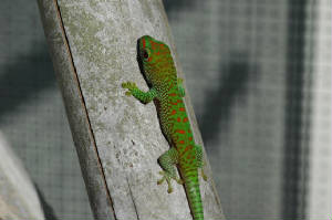 Hatchling Day Gecko