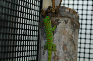 Hatchling Day Gecko