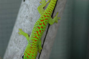 Hatchling Day Gecko