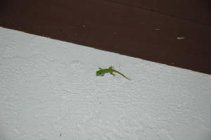 Hurricane escapee