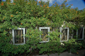 Outdoor Caging- GiantDayGecko.com
