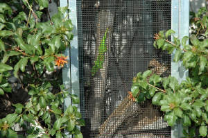 GiantDayGecko.com CAGING