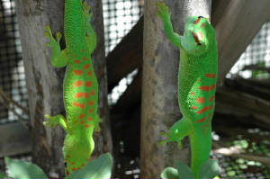 Day Geckos- ADULT PAIR