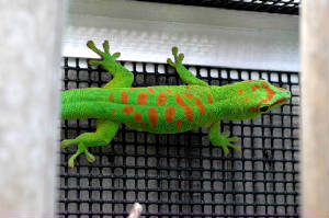 Giant Day Gecko- HIGH RED