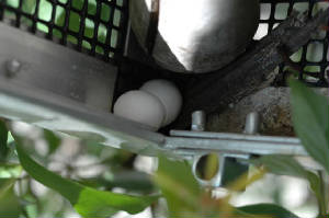 Eggs- Giant Day Gecko 