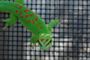 High Red Day Gecko