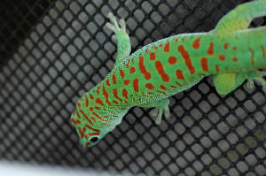 Crimson Giant Day Gecko