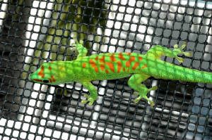 Day Gecko- HIGH RED
