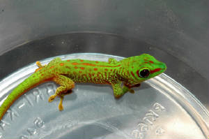 Day Gecko- 80% Stripe Hatchling