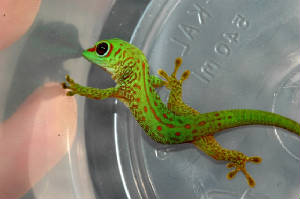 Giant Day Gecko- 80% Stripe Hatchling