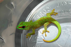 Day Gecko, Phelsuma grandis- 80% Stripe Hatchling