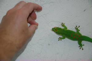 Hand feeding