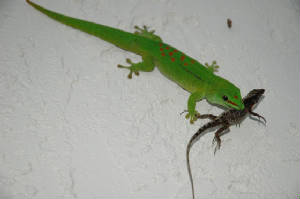 Large meal- Giant Day Gecko