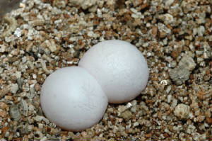 Eggs- Giant Day Gecko
