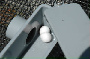 Oviposition site- Electical box