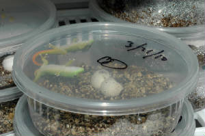 Fresh hatch