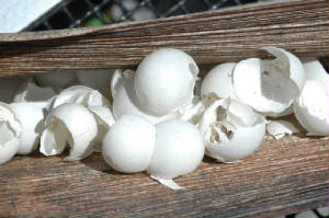 Communal egg laying site- GiantDayGecko.com