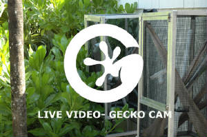Live Gecko Cam
