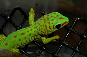Mustard Giant Day Gecko