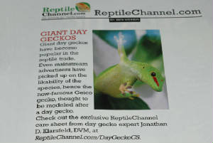 Care Sheet, Giant Day Geckos, Phelsuma grandis