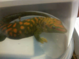 High Red Day Gecko- Solid red phase