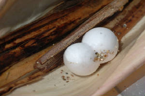Eggs